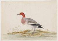 TvB T 092
<br/>
Eend
<br/>
<em>Withoos, Pieter (1654-1693)</em>